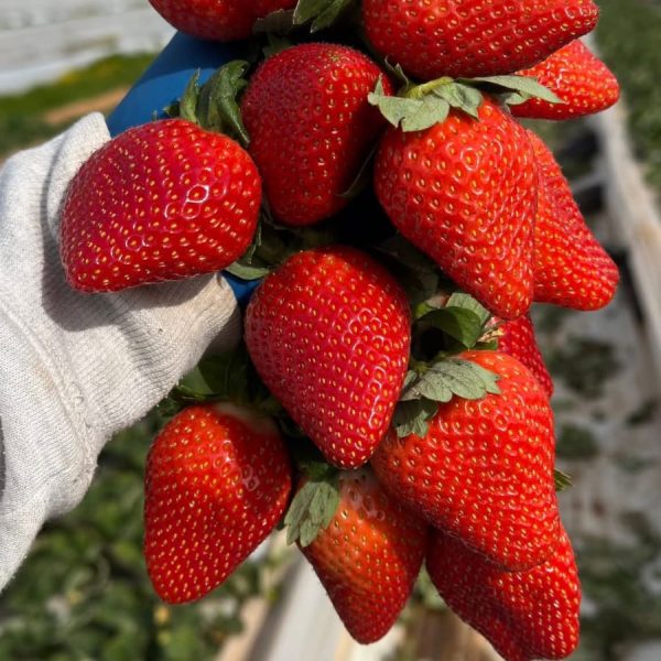 প্রিমিয়াম ফ্রেস স্ট্রবেরি । ৫০০ গ্রাম