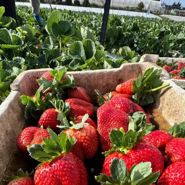 প্রিমিয়াম ফ্রেস স্ট্রবেরি । ১ কেজি